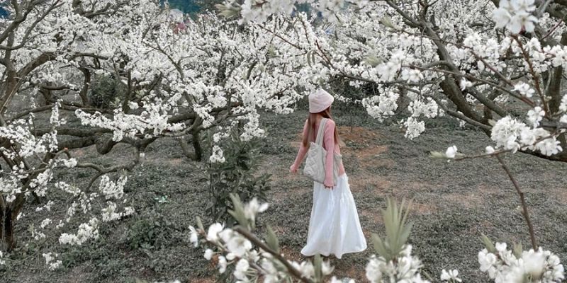 Các mùa hoa nổi tiếng tại Mộc Châu
