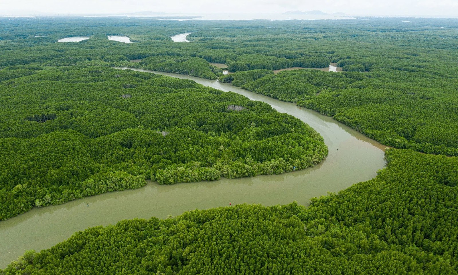 Khám phá vẻ đẹp hoang sơ của rừng ngập mặn Cần Giờ qua hành trình 2 ngày 1 đêm