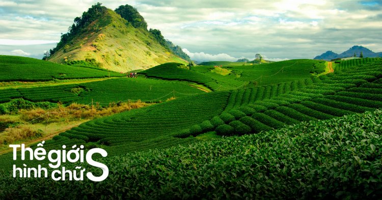 Kinh nghiệm du lịch Mộc Châu tự túc từ A-Z