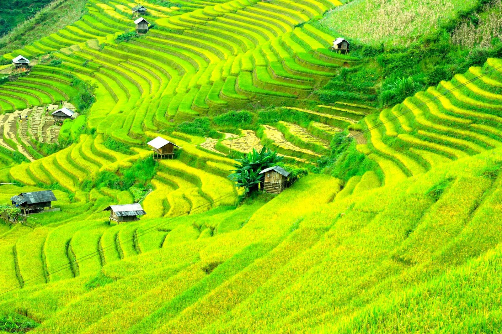 Kinh nghiệm du lịch Sapa tháng 10 - Mùa vàng của núi rừng Tây Bắc